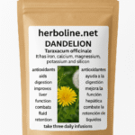 Dandelion (Taraxacum officinale)